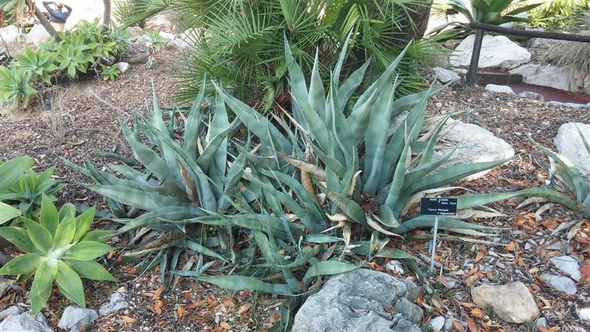 Agave scarba plantplacesimage20141011_133924.jpg