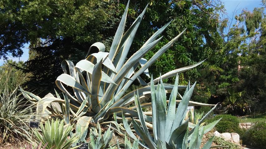 Agave americana plantplacesimage20141011_135350.jpg