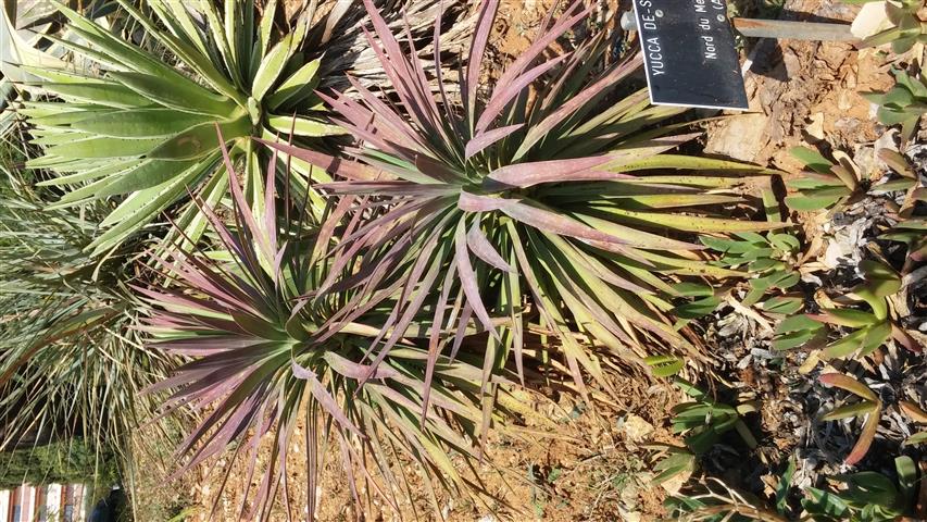 Yucca de-smetiana plantplacesimage20141011_135700.jpg