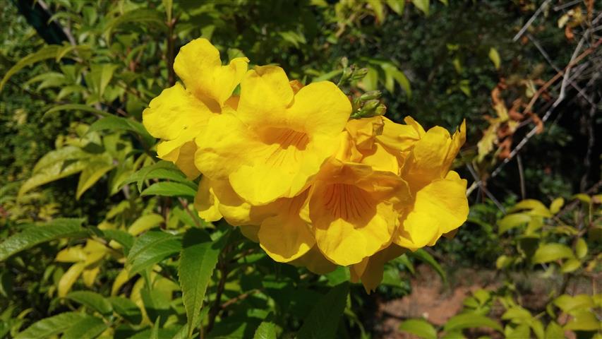 Tecoma stans plantplacesimage20141011_141007.jpg