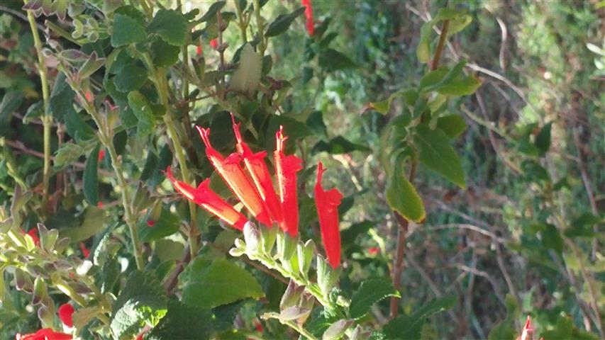 Salvia haenkei plantplacesimage20141011_142317.jpg