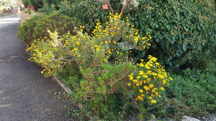 Euryops chrysanthemoides plantplacesimage20141011_142747.jpg