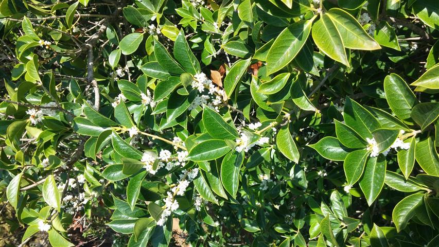 Osmanthus x fortunei plantplacesimage20141011_144147.jpg