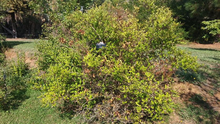 ligustrum vulgare plantplacesimage20141011_144239.jpg