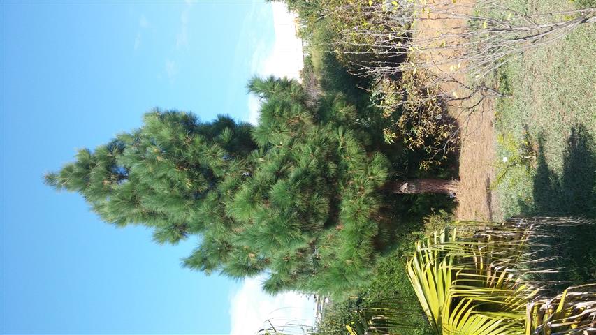 Pinus canariensis plantplacesimage20141011_144802.jpg