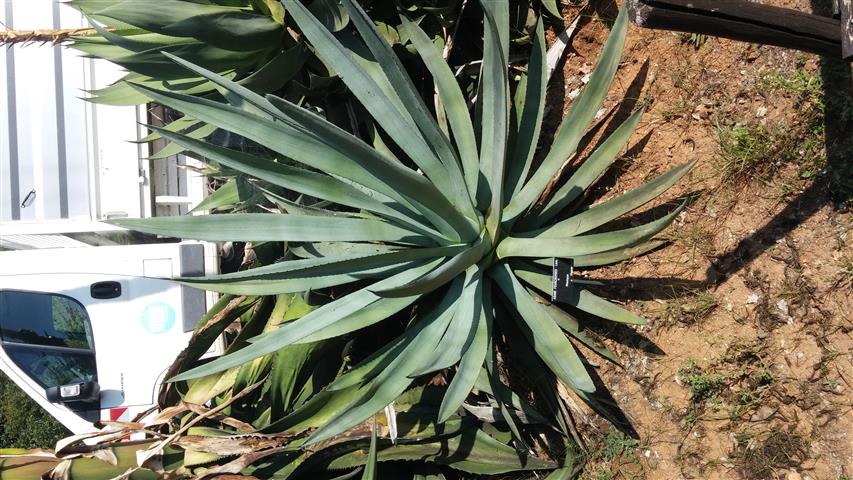 Agave fourcroydes plantplacesimage20141011_145253.jpg