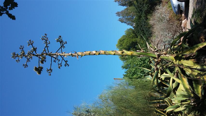 Agave salmania plantplacesimage20141011_145350.jpg