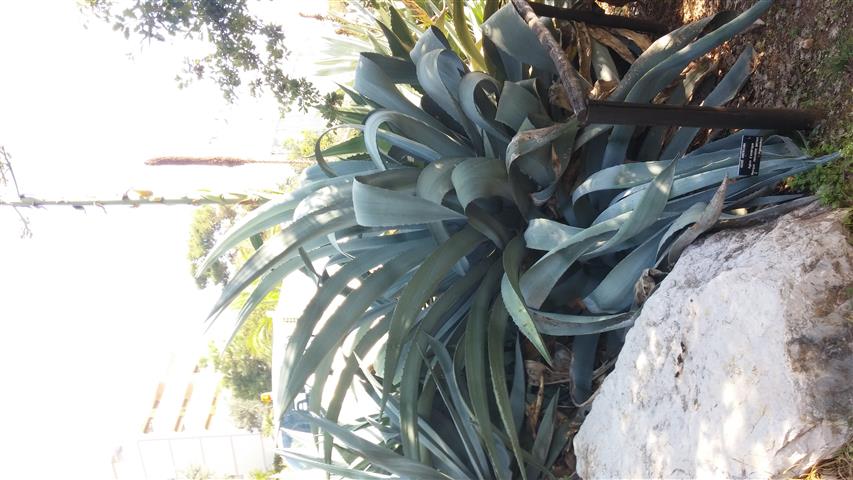 Agave americana plantplacesimage20141011_145433.jpg