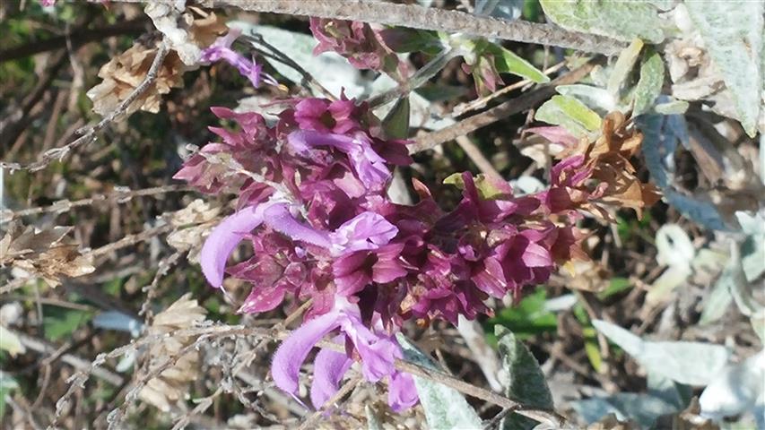 Salvia canariensis plantplacesimage20141011_145542.jpg