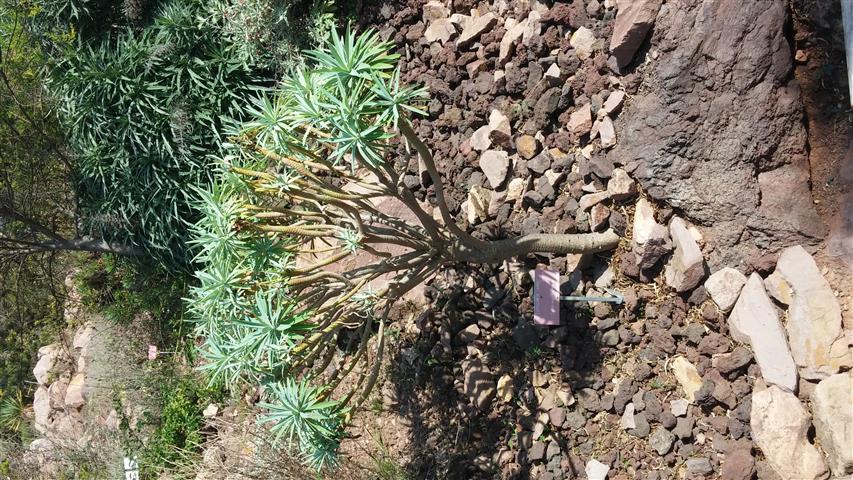 Euphorbia lambii plantplacesimage20141011_145659.jpg