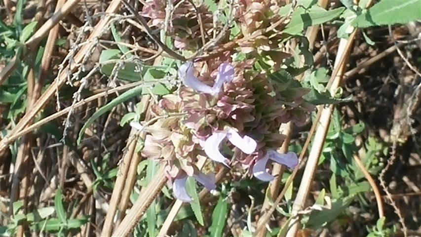 Senecio klenia plantplacesimage20141011_145909.jpg