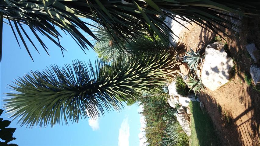 Yucca filifera plantplacesimage20141011_150556.jpg