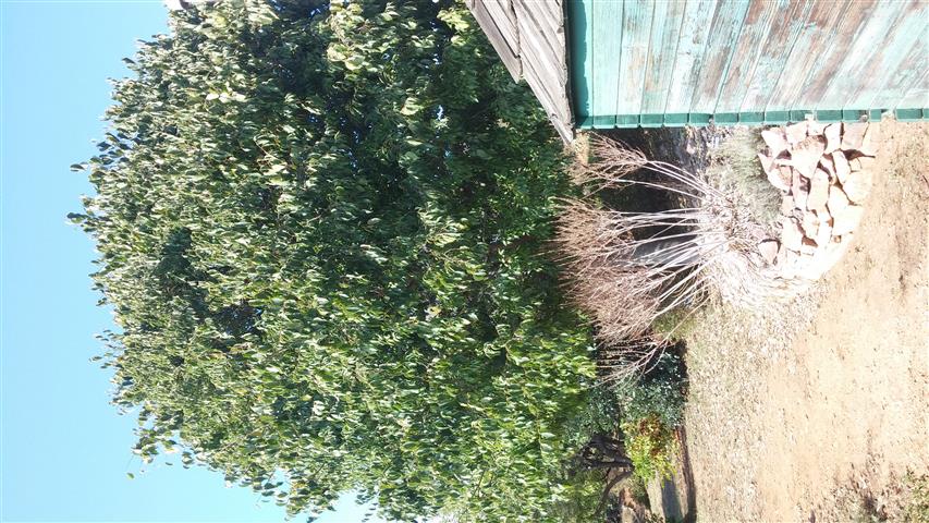 Celtis australis plantplacesimage20141011_151053.jpg