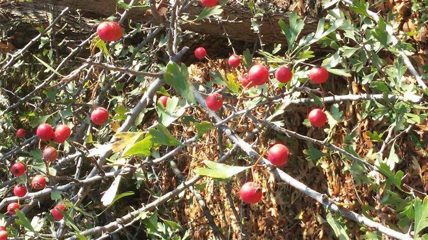 Crataegus azarolu s plantplacesimage20141011_152810.jpg