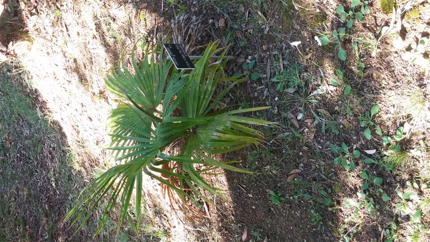 Livistona chinensis plantplacesimage20141011_154025.jpg