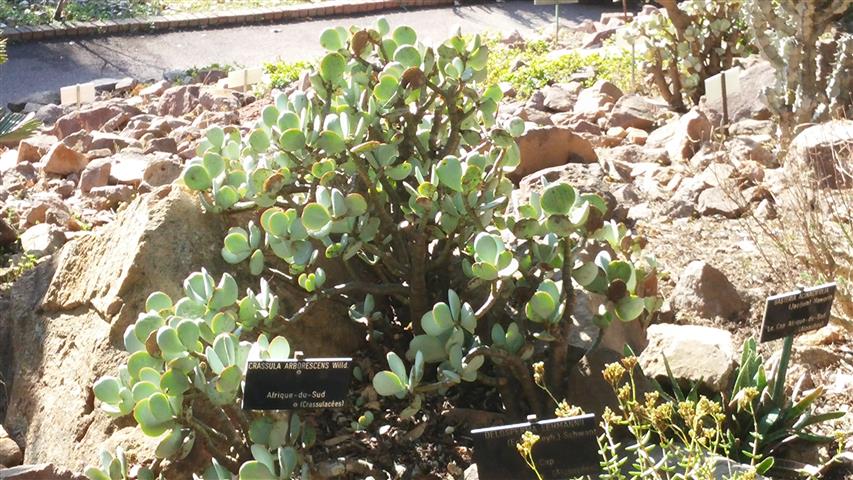 Crassula arborescens plantplacesimage20141011_154228.jpg