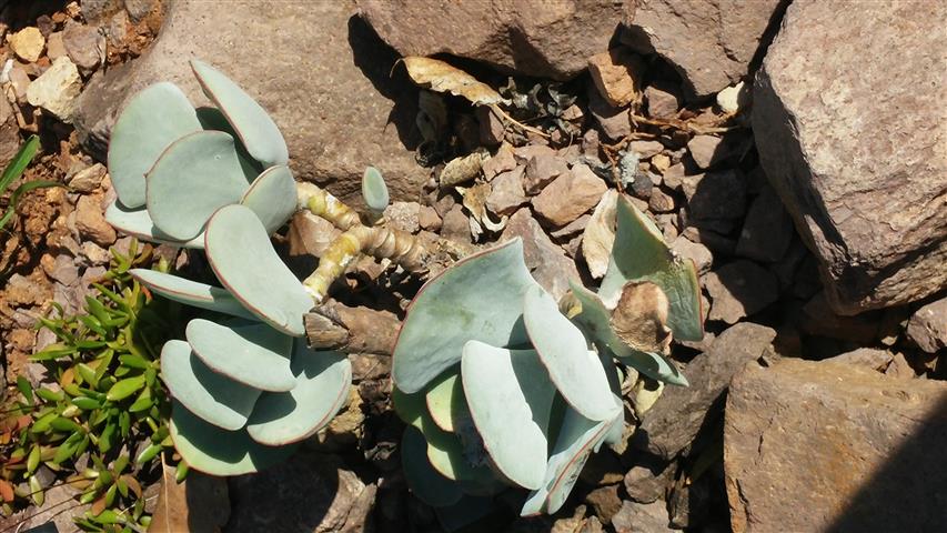 Cotyledon orbiculata plantplacesimage20141011_155048.jpg