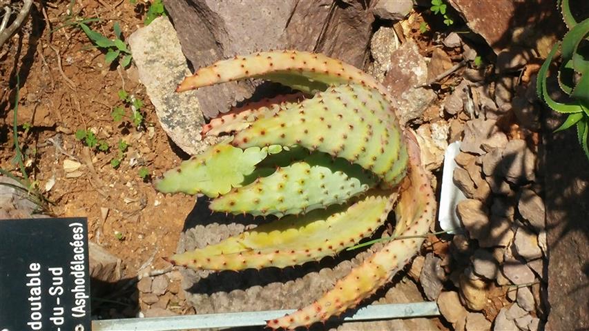 Aloe ferox plantplacesimage20141011_155107.jpg