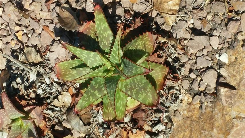 Aloe grandidentata plantplacesimage20141011_155333.jpg