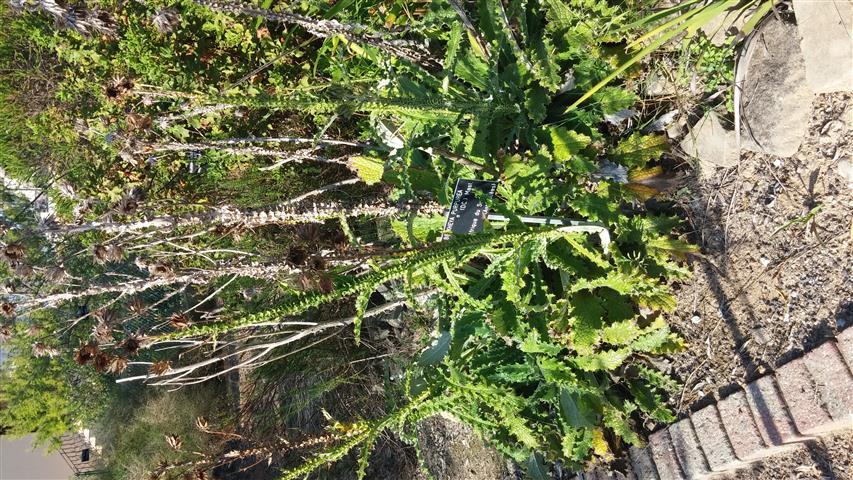 Berkheya purpurea plantplacesimage20141011_155829.jpg