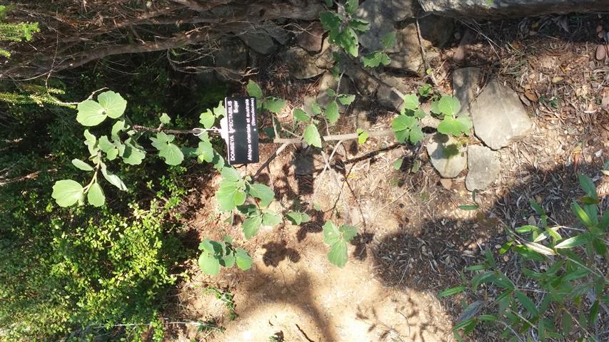 Dombeya spectabilis plantplacesimage20141011_160042.jpg