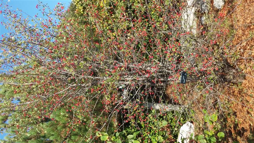 Crataegus azarolu s plantplacesimage20141011_160549.jpg