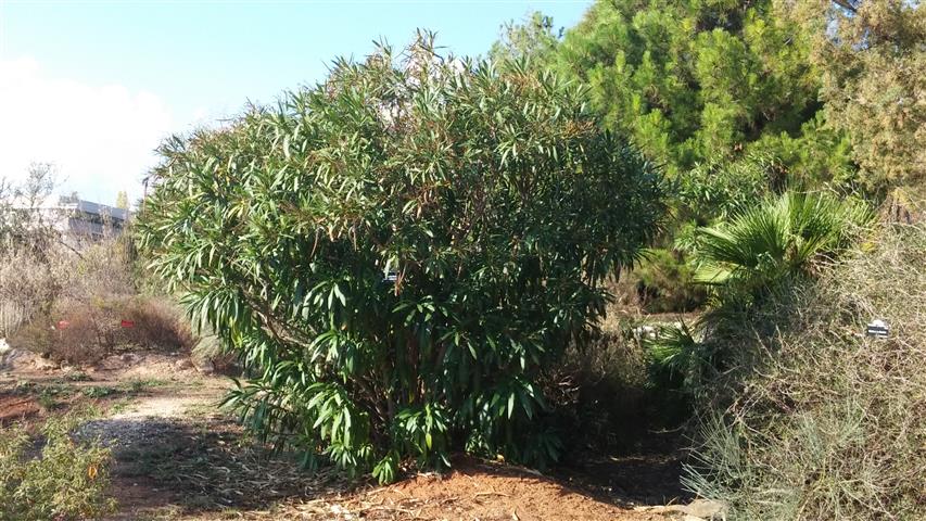 Nerium oleander plantplacesimage20141011_161903.jpg