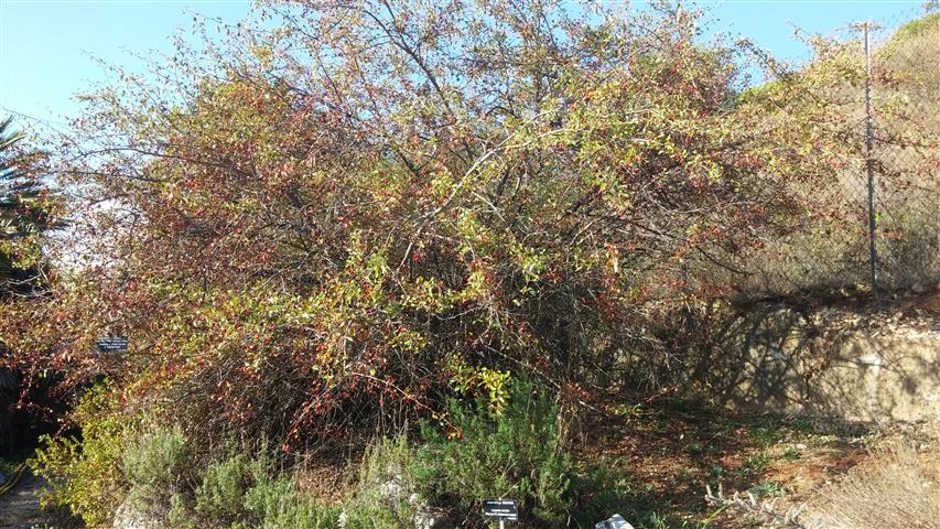 Crataegus monogyna plantplacesimage20141011_162055.jpg