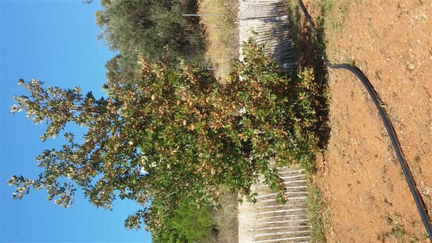 Quercus ithaberensis plantplacesimage20141011_162358.jpg