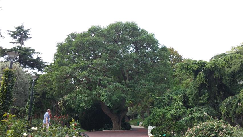 Erythrina crista-galli plantplacesimage20141012_130440.jpg