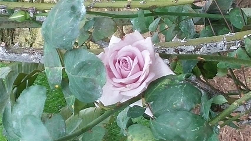 Rosa spp plantplacesimage20141012_132008.jpg