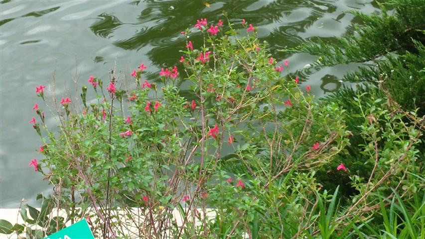 Salvia leucantha plantplacesimage20141012_132600.jpg