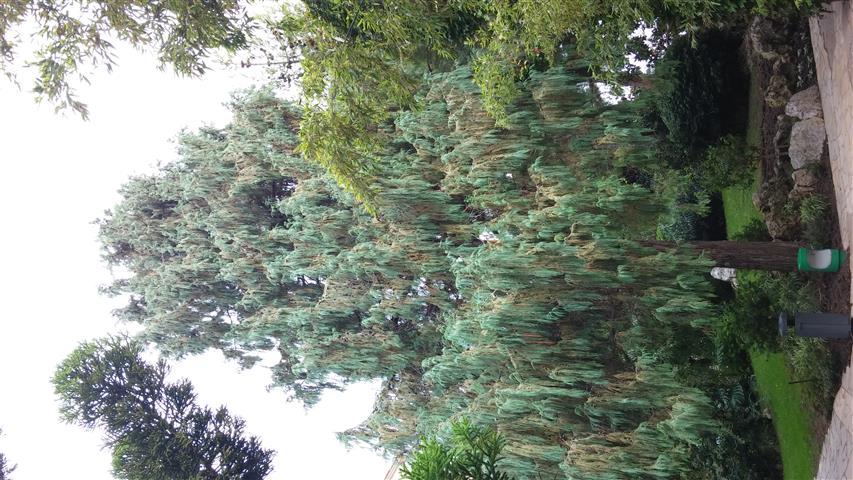 Cupressus cashmiriana plantplacesimage20141012_134147.jpg