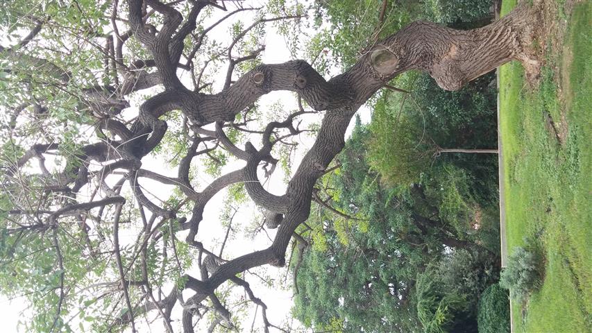 Erythrina crista-galli plantplacesimage20141012_143446.jpg