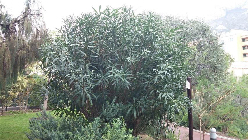 Nerium oleander plantplacesimage20141012_143643.jpg