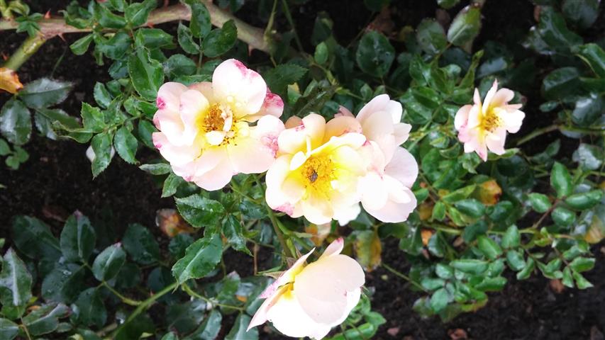 Rosa spp plantplacesimage20141012_144749.jpg