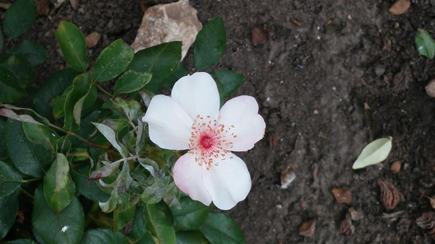 Rosa spp plantplacesimage20141012_144840.jpg