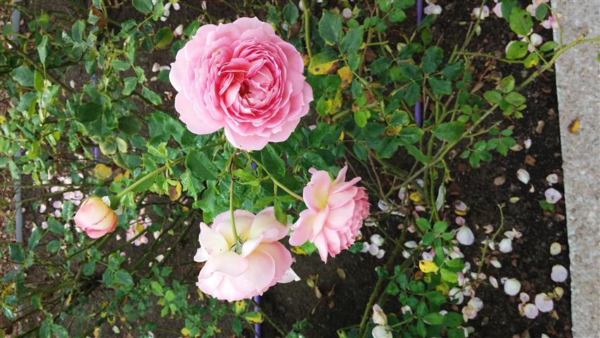 Rosa spp plantplacesimage20141012_145402.jpg