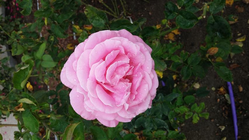 Rosa spp plantplacesimage20141012_145535.jpg