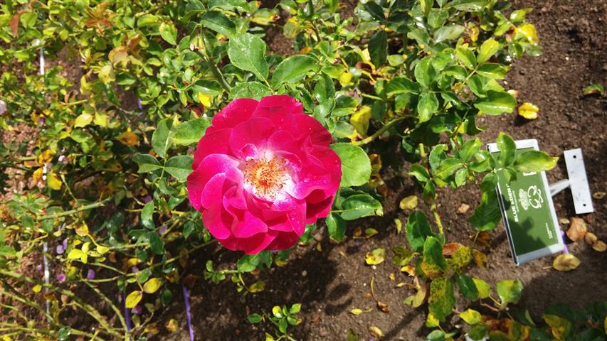 Rosa spp plantplacesimage20141012_145733.jpg