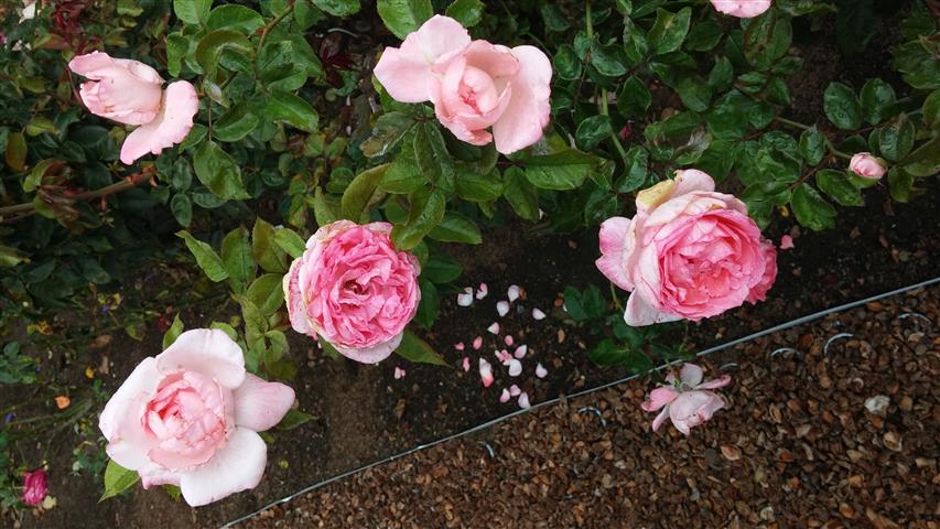 Rosa spp plantplacesimage20141012_145913.jpg