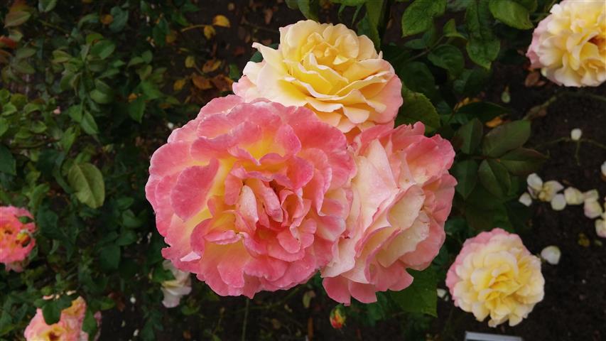 Rosa spp plantplacesimage20141012_150406.jpg