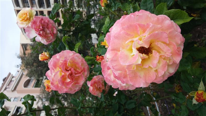 Rosa spp plantplacesimage20141012_150424.jpg