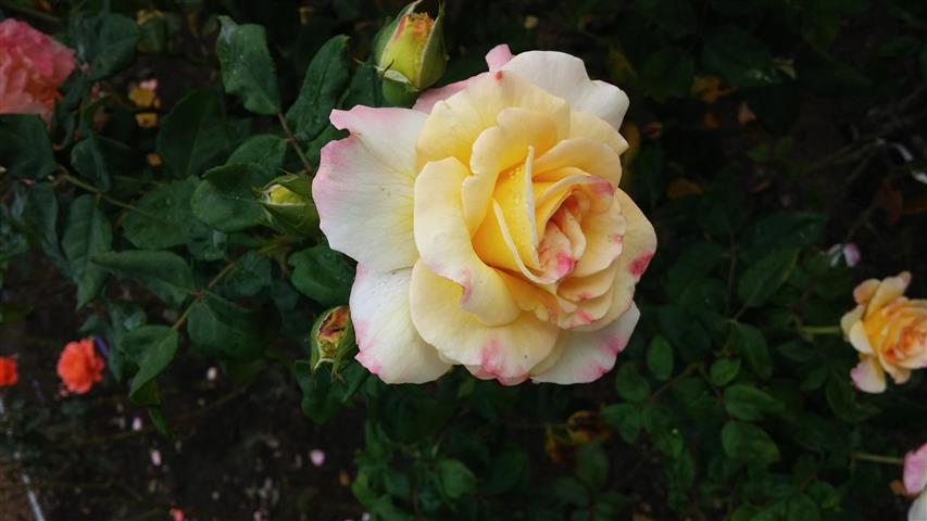 Rosa spp plantplacesimage20141012_150436.jpg