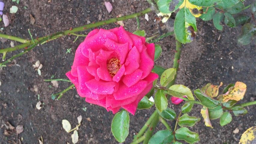 Rosa spp plantplacesimage20141012_151141.jpg