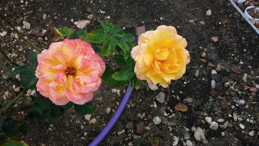 Rosa spp plantplacesimage20141012_151516.jpg