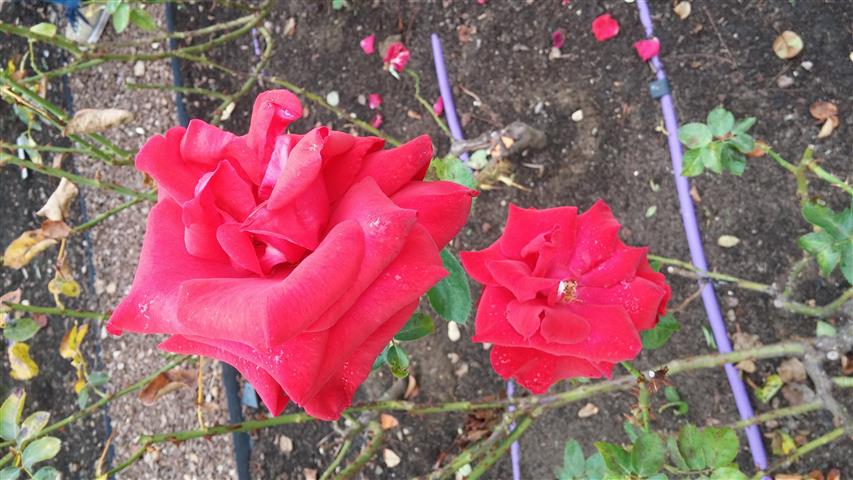 Rosa spp plantplacesimage20141012_151636.jpg