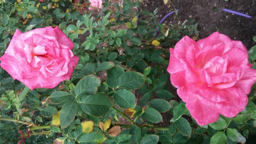 Rosa spp plantplacesimage20141012_152018.jpg