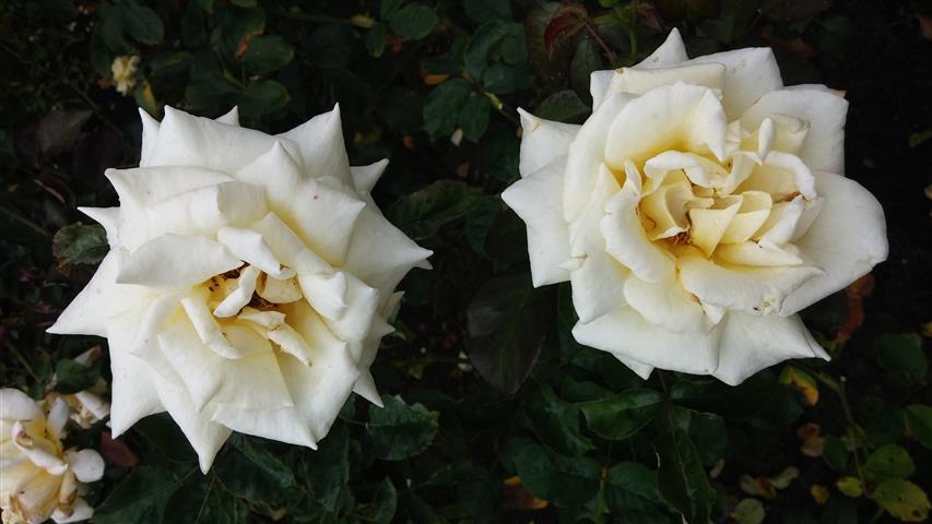 Rosa spp plantplacesimage20141012_152417.jpg