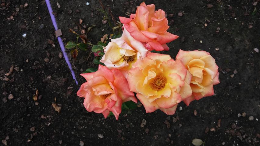 Rosa spp plantplacesimage20141012_152528.jpg